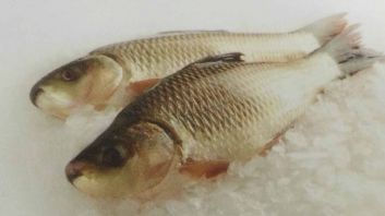 Myanmar Rohu Carp Back-Gutted Fish