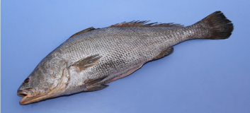 Indian Whole Croaker Fish