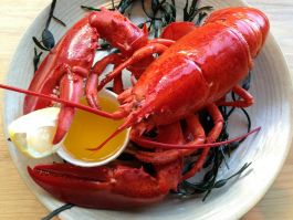 Whole Cooked Canadian Lobster 